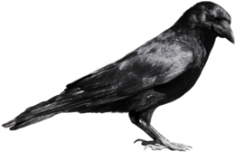 animals & crow free transparent png image.