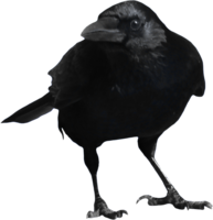 animals & Crow free transparent png image.