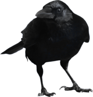 animals & crow free transparent png image.