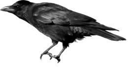 animals & crow free transparent png image.