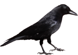 animals & Crow free transparent png image.