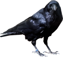 animals & crow free transparent png image.