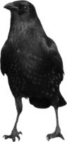 animals & crow free transparent png image.