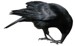 animals & Crow free transparent png image.