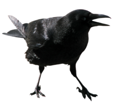 animals & Crow free transparent png image.