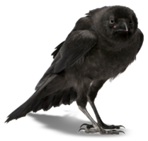 animals & Crow free transparent png image.