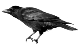 animals & Crow free transparent png image.