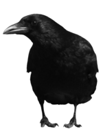 animals & crow free transparent png image.