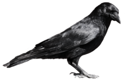 animals & crow free transparent png image.