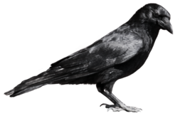 animals & Crow free transparent png image.