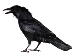 animals & crow free transparent png image.