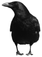 animals & crow free transparent png image.