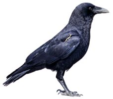 animals & crow free transparent png image.