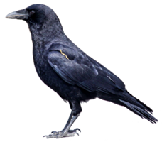 animals & Crow free transparent png image.