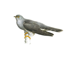 animals & Cuckoo free transparent png image.