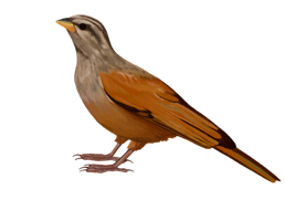 animals & Cuckoo free transparent png image.