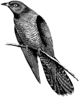animals & Cuckoo free transparent png image.