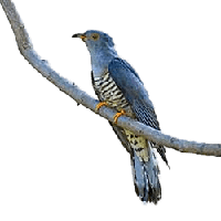 animals & Cuckoo free transparent png image.