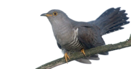 animals & cuckoo free transparent png image.