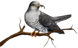 animals & Cuckoo free transparent png image.