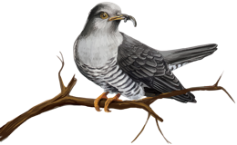 animals & cuckoo free transparent png image.