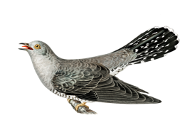 animals & cuckoo free transparent png image.