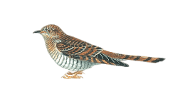 animals & Cuckoo free transparent png image.