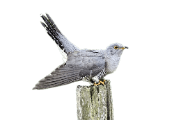 animals & cuckoo free transparent png image.