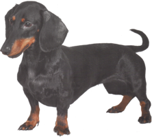 animals & Dachshund free transparent png image.