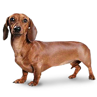 animals & Dachshund free transparent png image.