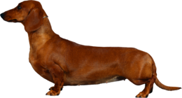 animals & Dachshund free transparent png image.