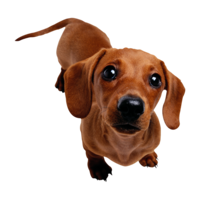 animals & Dachshund free transparent png image.