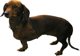 animals & Dachshund free transparent png image.