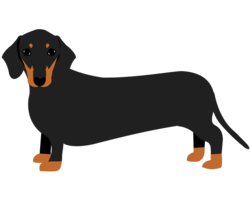 animals & Dachshund free transparent png image.