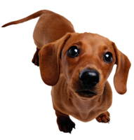 animals & Dachshund free transparent png image.