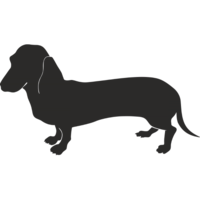 animals & Dachshund free transparent png image.