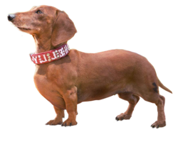 animals & Dachshund free transparent png image.