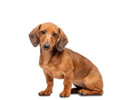 animals & Dachshund free transparent png image.