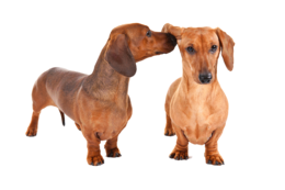 animals & dachshund free transparent png image.