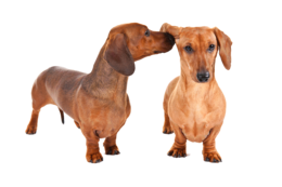 animals & Dachshund free transparent png image.