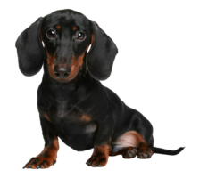 animals & Dachshund free transparent png image.