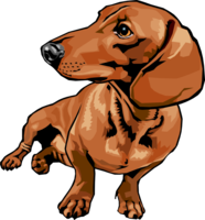 animals & Dachshund free transparent png image.