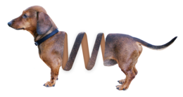 animals & Dachshund free transparent png image.