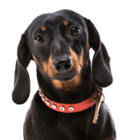 animals & Dachshund free transparent png image.