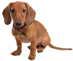 animals & Dachshund free transparent png image.