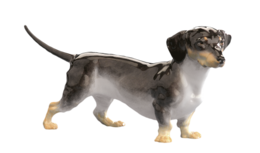 animals & Dachshund free transparent png image.