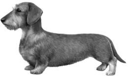 animals & dachshund free transparent png image.