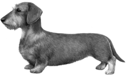 animals & Dachshund free transparent png image.