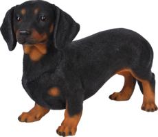 animals & Dachshund free transparent png image.