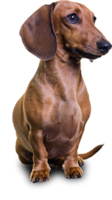 animals & dachshund free transparent png image.